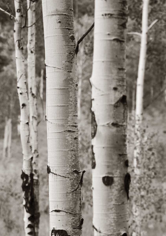 Wall Art Painting id:93366, Name: Aspens II, Artist: Van Swearingen, Debra