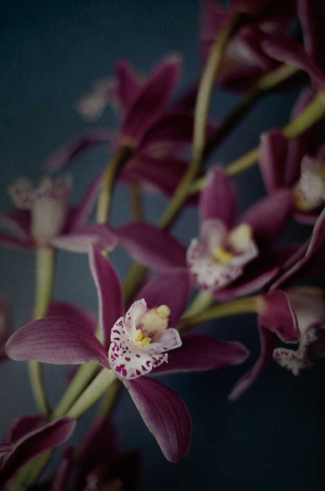 Wall Art Painting id:93412, Name: Dark Orchid III, Artist: Urquhart, Elizabeth