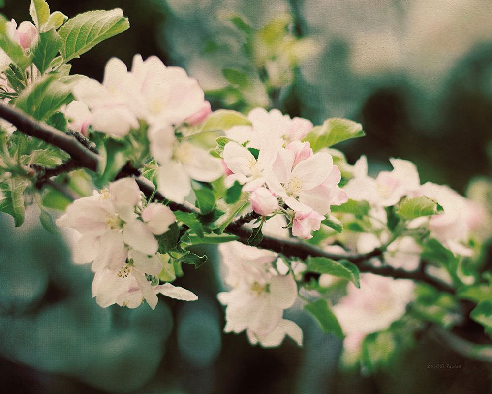 Wall Art Painting id:445610, Name: Apple Blossoms I, Artist: Urquhart, Elizabeth