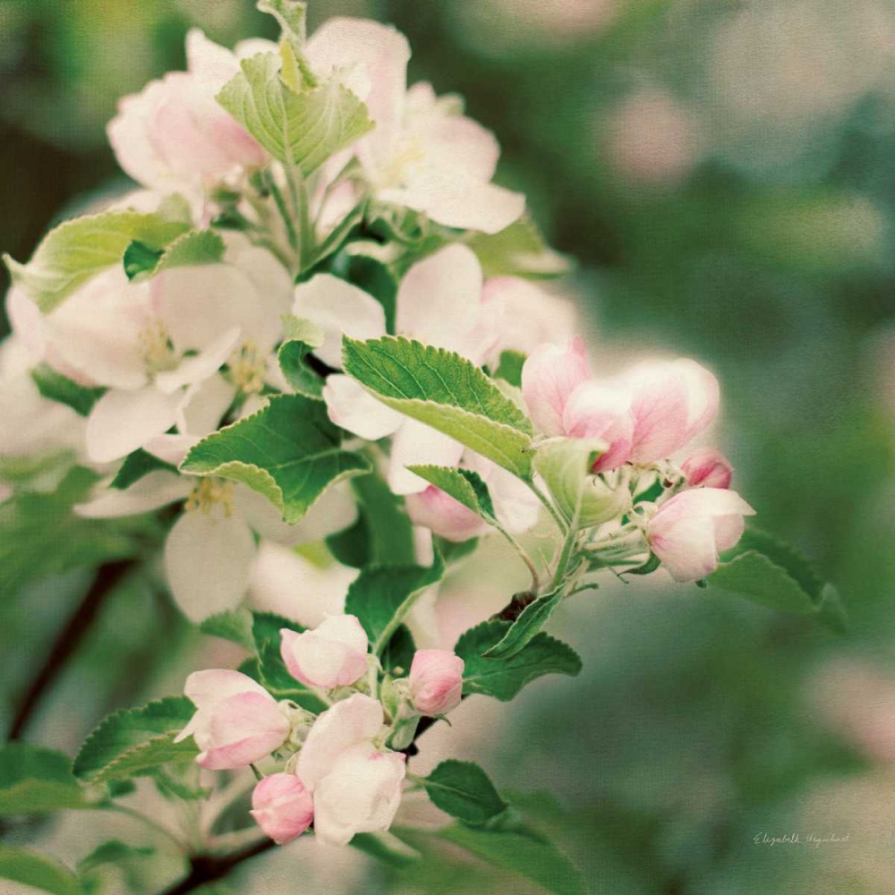 Wall Art Painting id:93414, Name: Apple Blossoms II Crop, Artist: Urquhart, Elizabeth