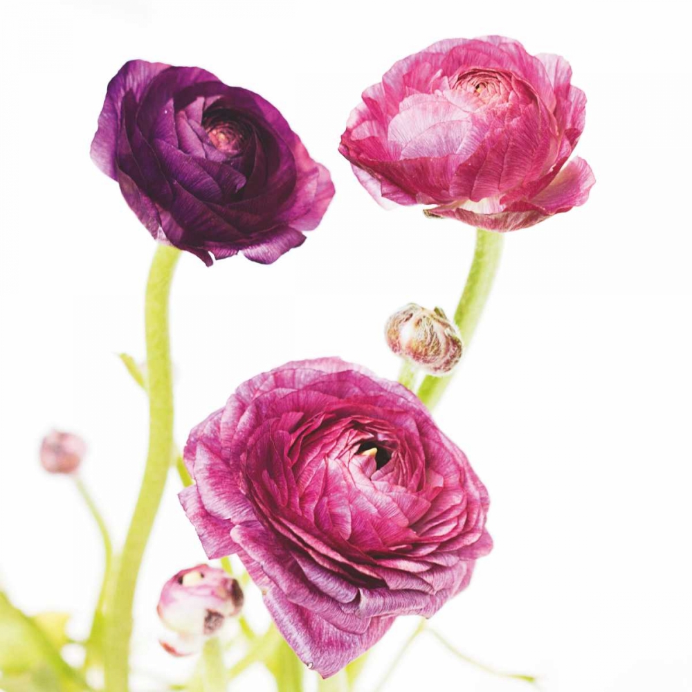 Wall Art Painting id:105378, Name: Spring Ranunculus I, Artist: Marshall, Laura