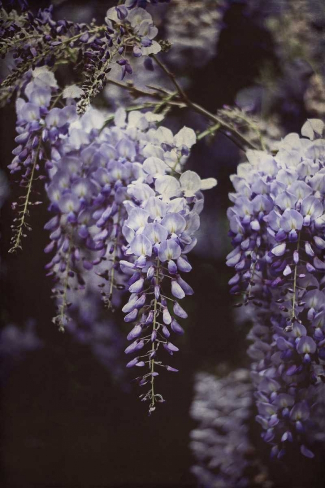 Wall Art Painting id:118881, Name: Wisteria Cascade I, Artist: Urquhart, Elizabeth