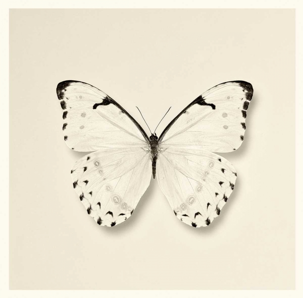 Wall Art Painting id:121736, Name: Butterfly II BW Crop, Artist: Van Swearingen, Debra