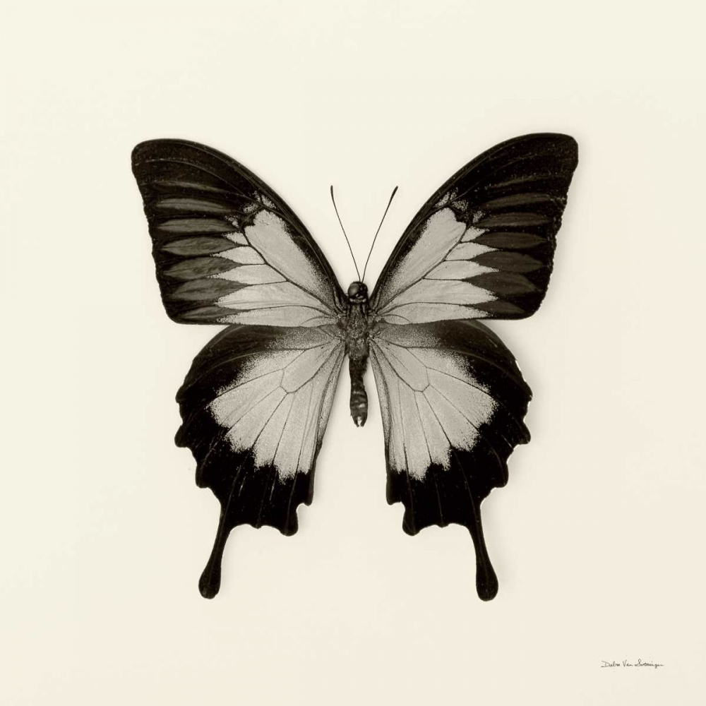 Wall Art Painting id:121753, Name: Butterfly III BW Crop, Artist: Van Swearingen, Debra