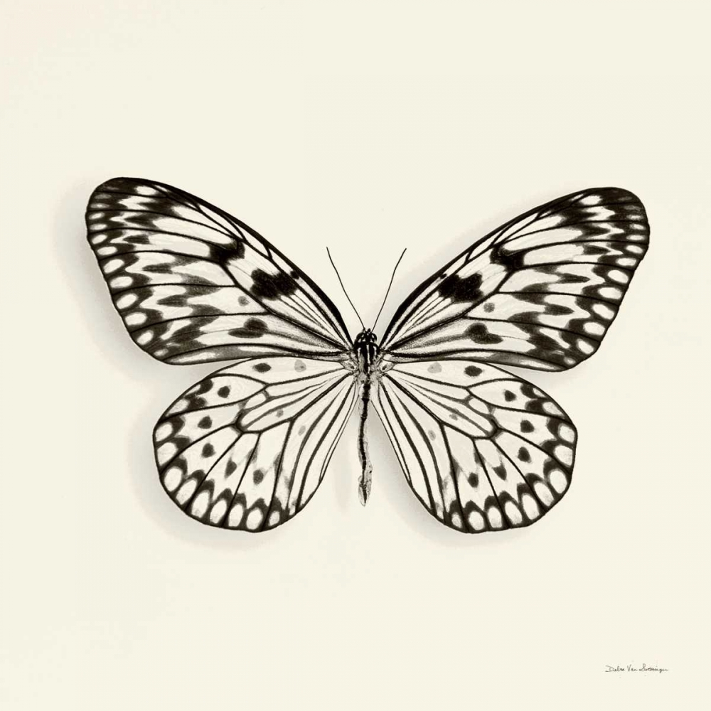 Wall Art Painting id:121754, Name: Butterfly V BW Crop, Artist: Van Swearingen, Debra