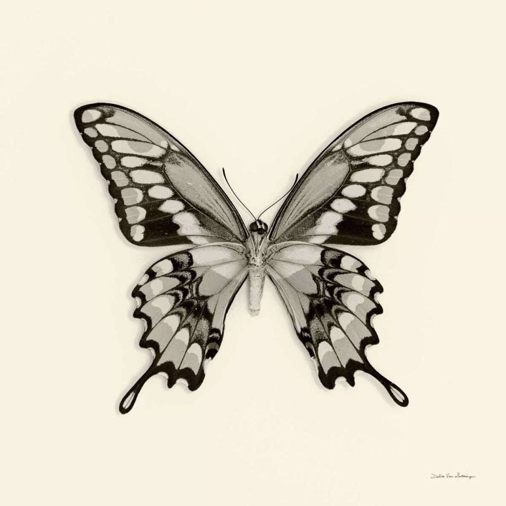 Wall Art Painting id:121755, Name: Butterfly VI BW Crop, Artist: Van Swearingen, Debra