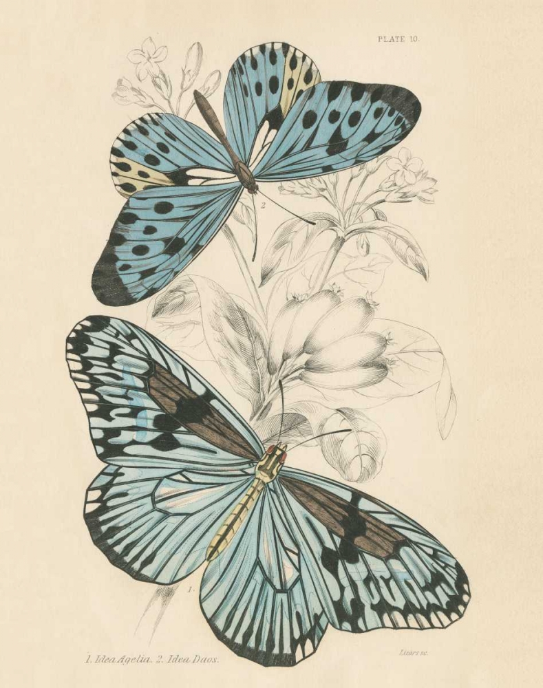 Wall Art Painting id:156104, Name: Assortment Butterflies II, Artist: Wild Apple Portfolio