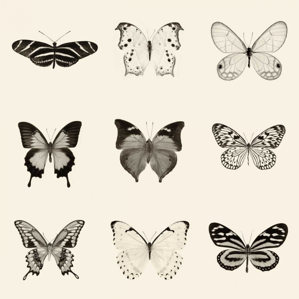 Wall Art Painting id:157853, Name: Butterfly BW 9 Patch, Artist: Van Swearingen, Debra