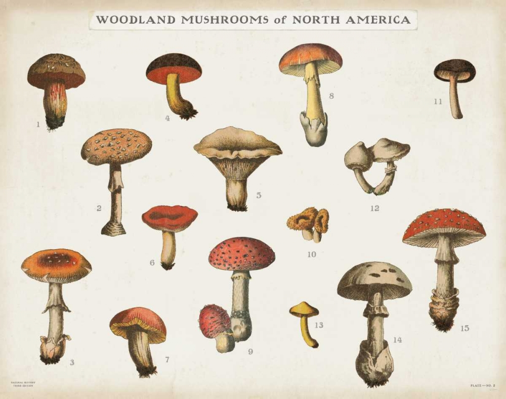 Wall Art Painting id:149182, Name: Mushroom Chart I light, Artist: Wild Apple Portfolio