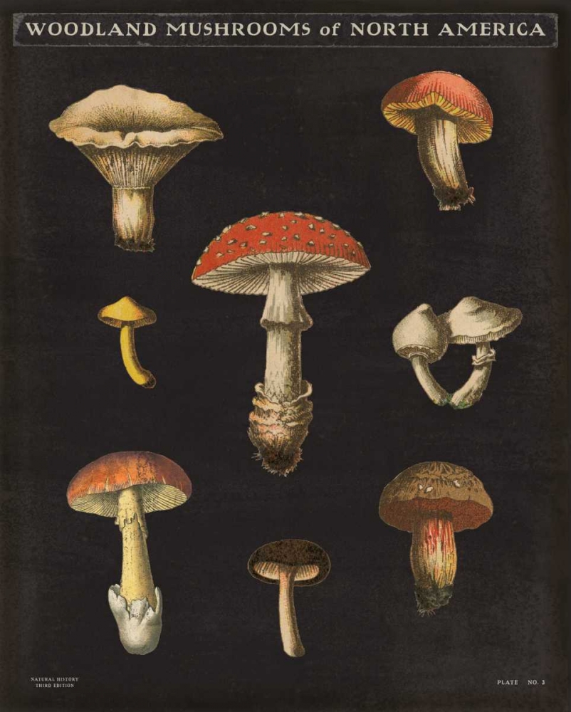 Wall Art Painting id:149180, Name: Mushroom Chart II, Artist: Wild Apple Portfolio