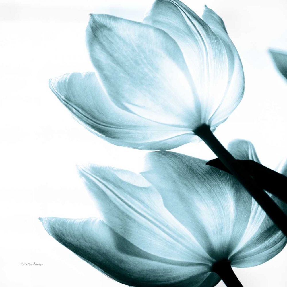 Wall Art Painting id:149803, Name: Translucent Tulips II Sq Aqua Crop, Artist: Van Swearingen, Debra