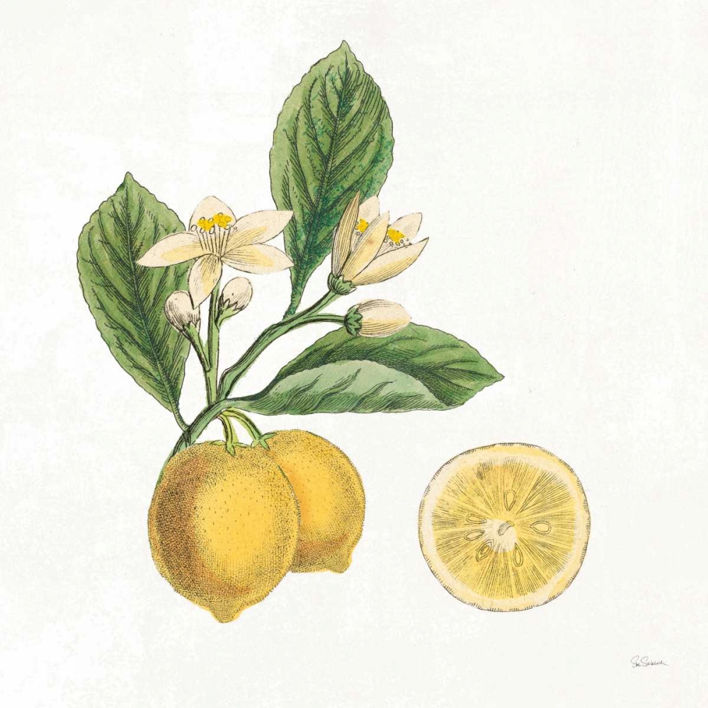 Wall Art Painting id:163582, Name: Classic Citrus I, Artist: Schlabach, Sue