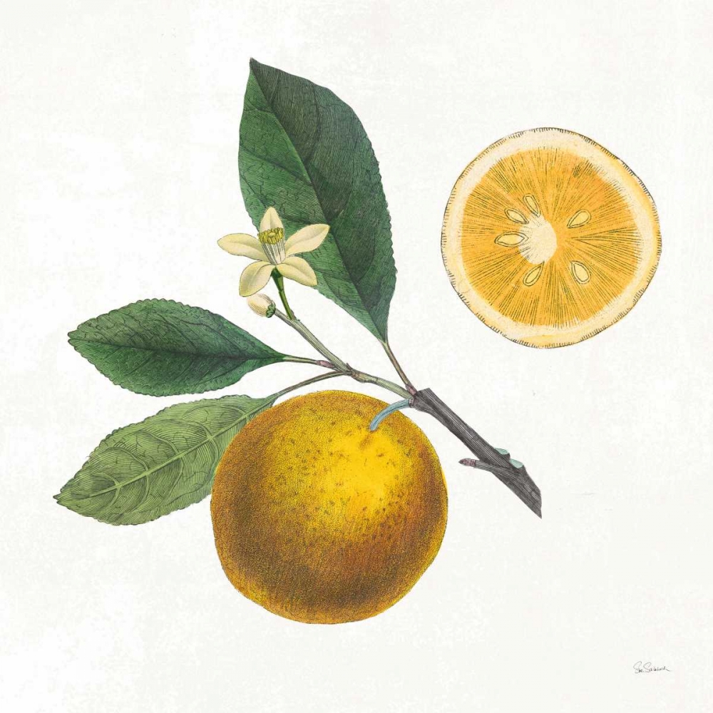 Wall Art Painting id:163581, Name: Classic Citrus II, Artist: Schlabach, Sue