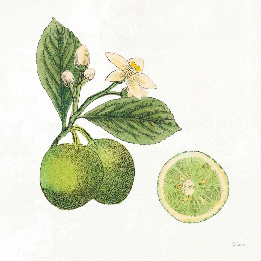 Wall Art Painting id:163580, Name: Classic Citrus III, Artist: Schlabach, Sue