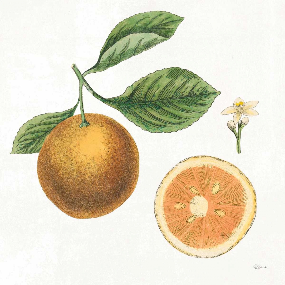 Wall Art Painting id:163579, Name: Classic Citrus IV, Artist: Schlabach, Sue