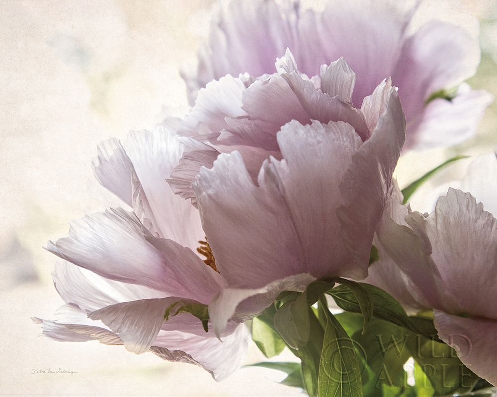 Wall Art Painting id:437012, Name: Translucent Peony I, Artist: Van Swearingen, Debra