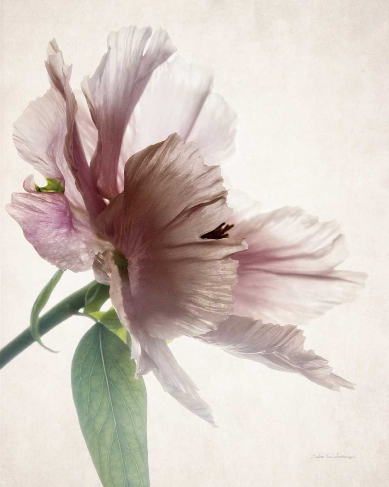 Wall Art Painting id:166911, Name: Translucent Peony II, Artist: Van Swearingen, Debra