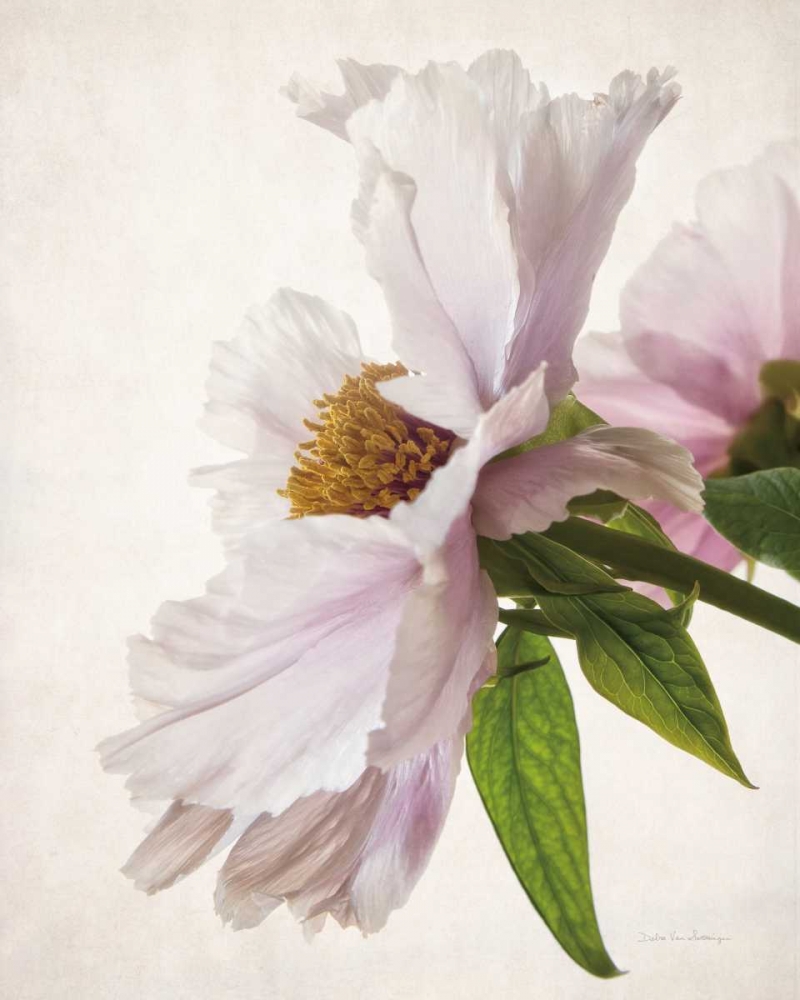 Wall Art Painting id:166914, Name: Translucent Peony IV, Artist: Van Swearingen, Debra