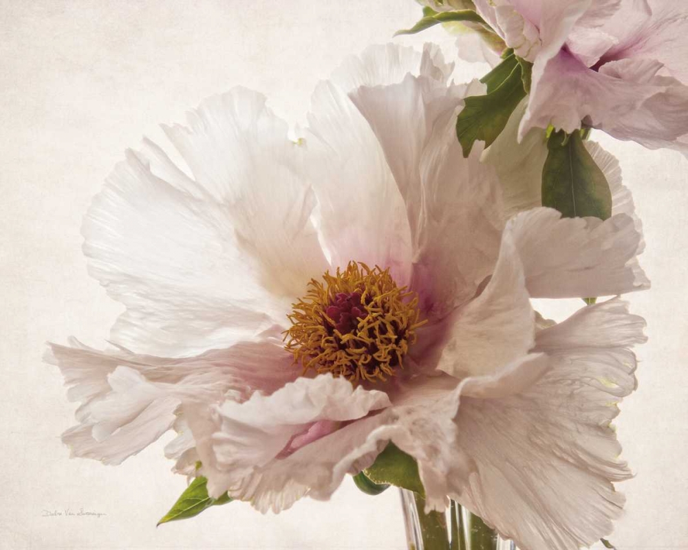 Wall Art Painting id:166913, Name: Translucent Peony V, Artist: Van Swearingen, Debra