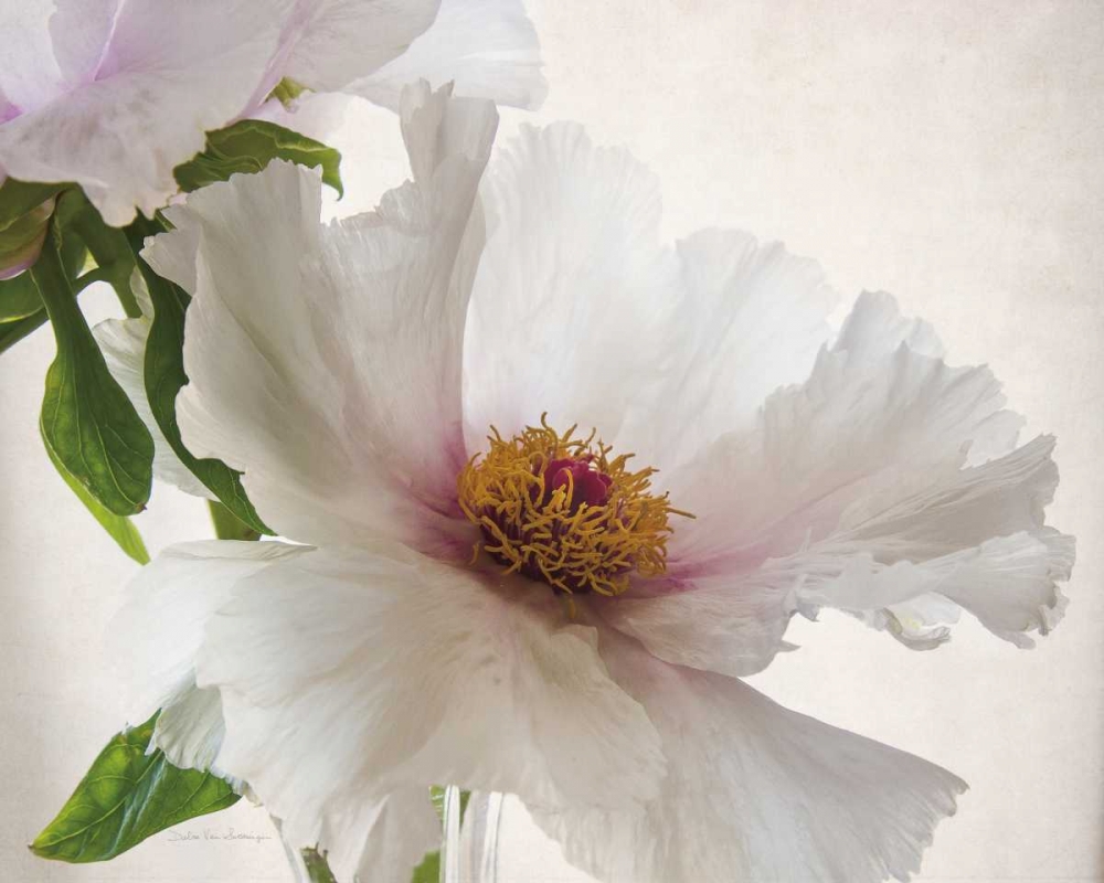 Wall Art Painting id:166912, Name: Translucent Peony VI, Artist: Van Swearingen, Debra