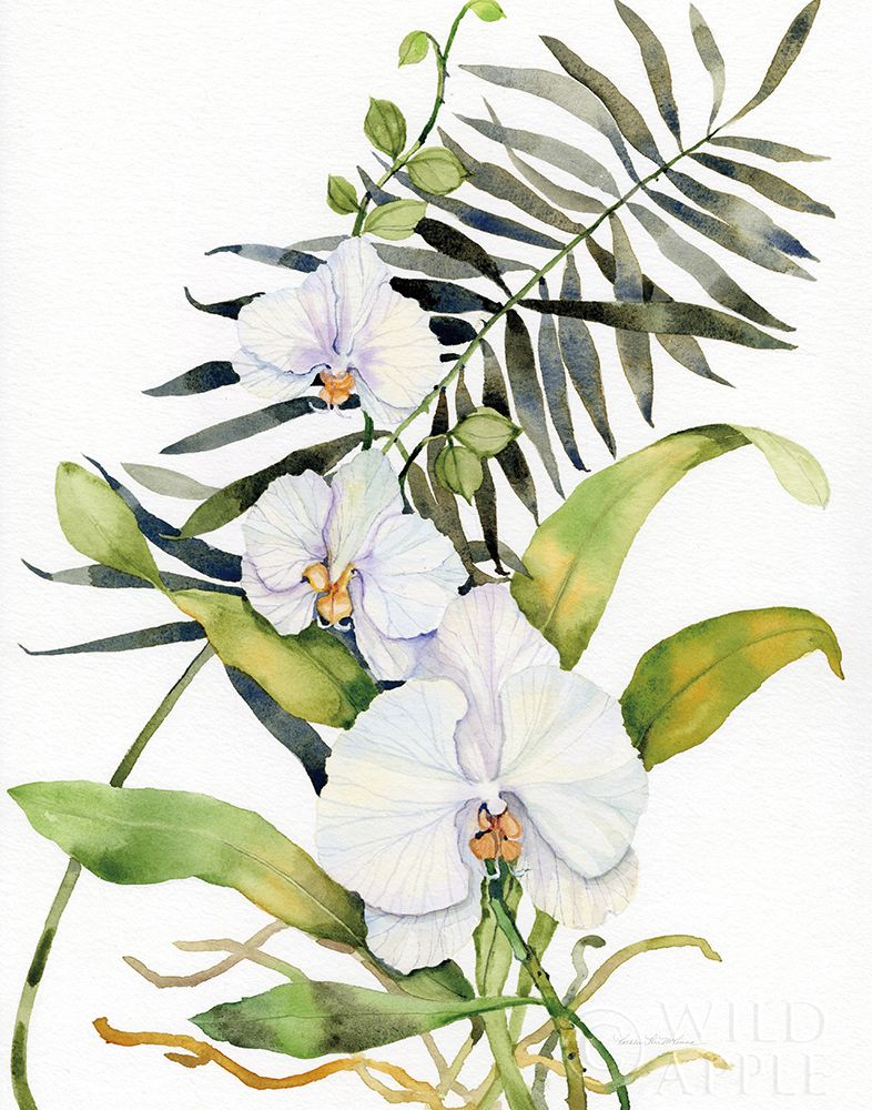 Wall Art Painting id:225933, Name: Botanical Phalaenopsis Crop, Artist: McKenna, Kathleen Parr