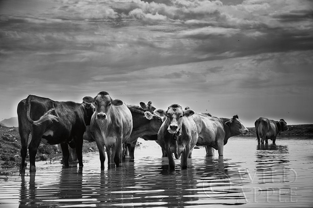 Similar wall art painting: 194900