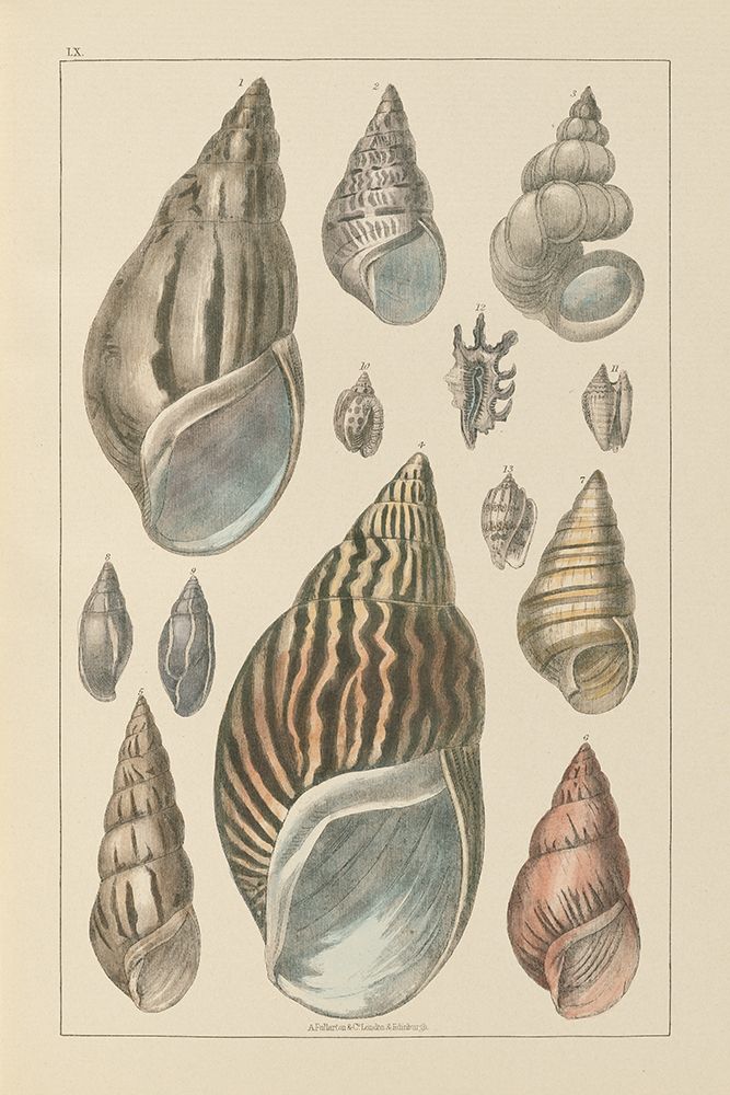 Wall Art Painting id:557948, Name: Shell Assorment III, Artist: Wild Apple Portfolio