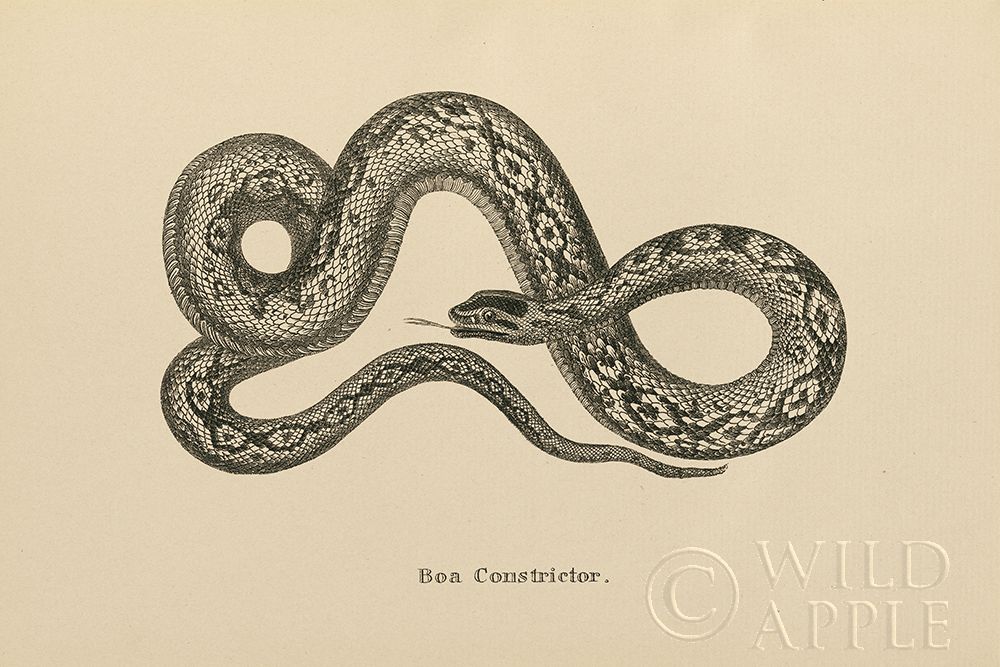 Wall Art Painting id:247647, Name: Vintage Boa Constrictor, Artist: Wild Apple Portfolio