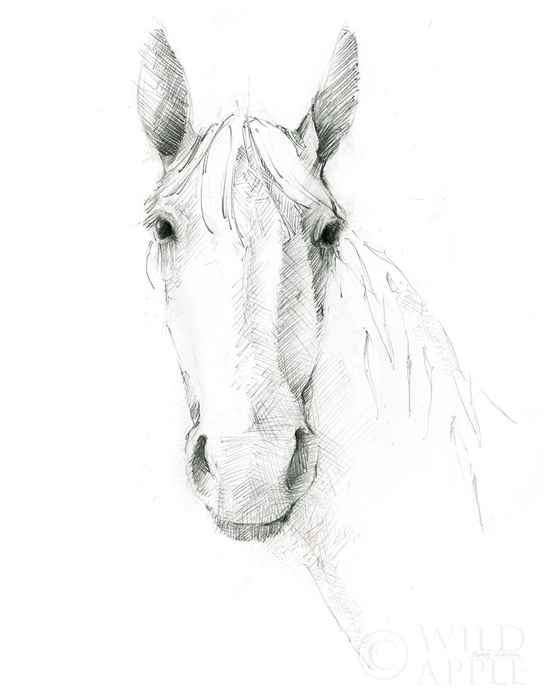 Wall Art Painting id:329491, Name: Horse Sketch, Artist: Tillmon, Avery