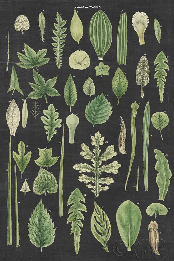 Wall Art Painting id:284094, Name: Assortment of Leaves II Charcoal Crop, Artist: Wild Apple Portfolio