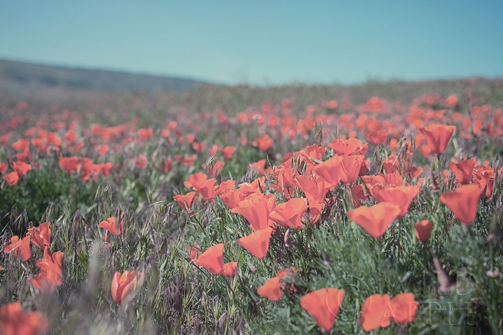 Wall Art Painting id:262047, Name: California Blooms I, Artist: Urquhart, Elizabeth