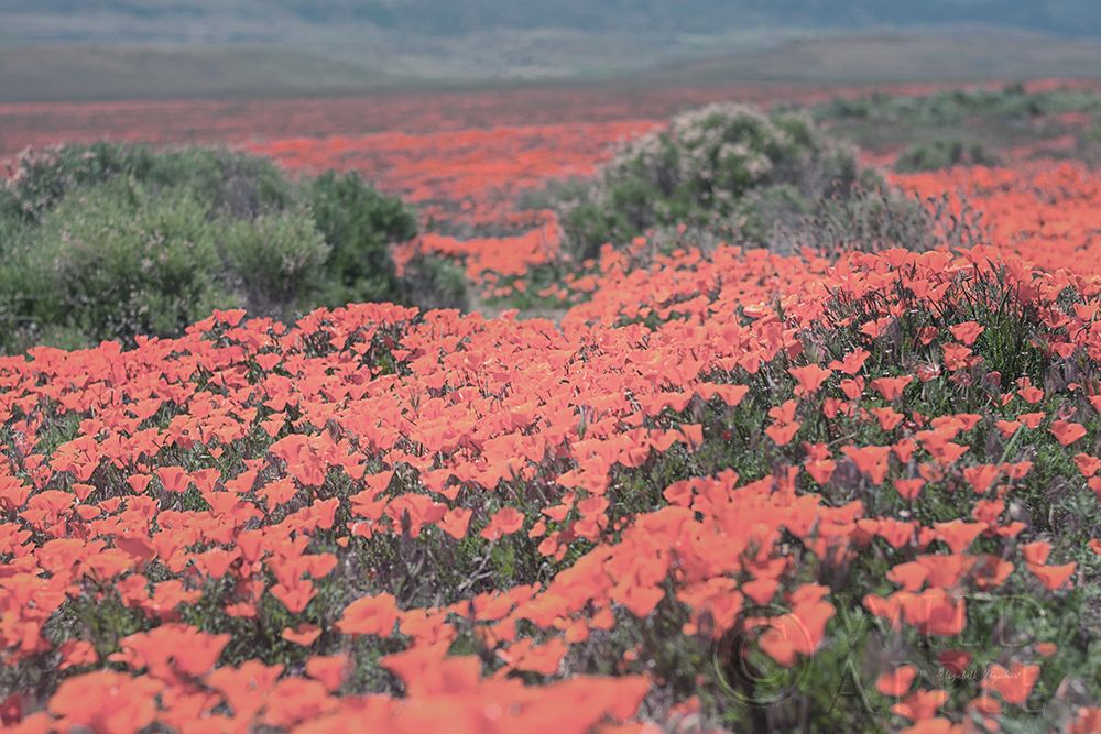 Wall Art Painting id:262048, Name: California Blooms II, Artist: Urquhart, Elizabeth