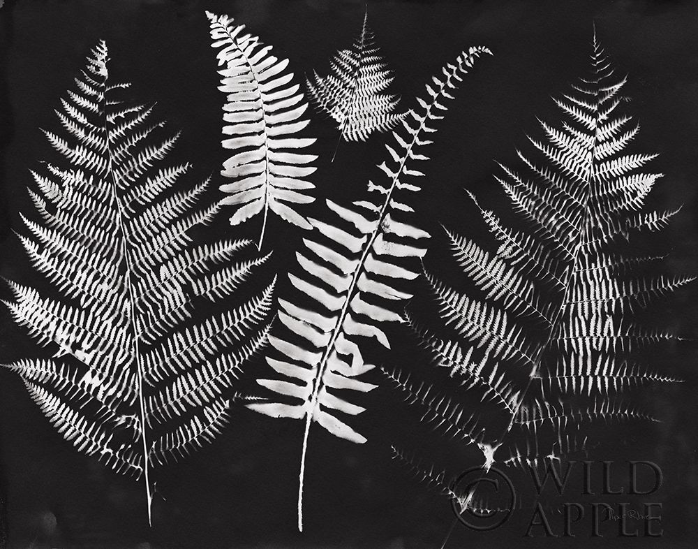 Wall Art Painting id:284042, Name: Nature by the Lake Ferns I Black Crop, Artist: Rhue, Piper