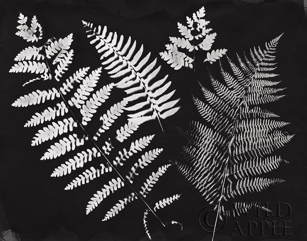 Wall Art Painting id:284041, Name: Nature by the Lake Ferns II Black Crop, Artist: Rhue, Piper