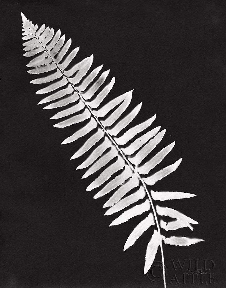 Wall Art Painting id:284039, Name: Nature by the Lake Ferns IV Black Crop, Artist: Rhue, Piper