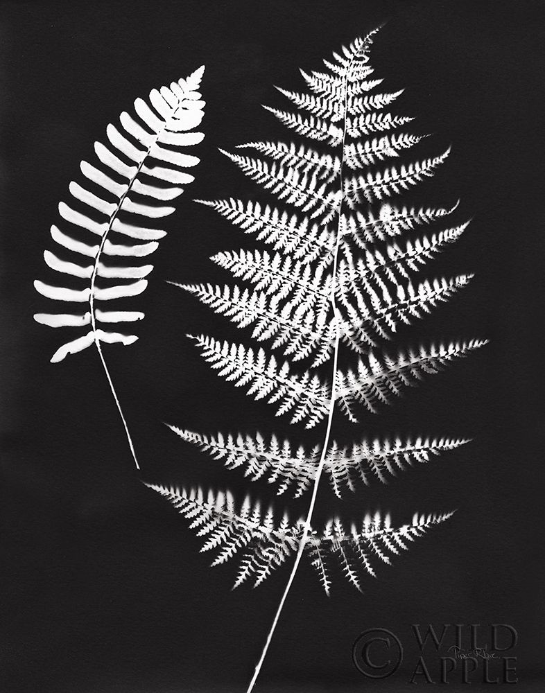 Wall Art Painting id:284038, Name: Nature by the Lake Ferns V Black Crop, Artist: Rhue, Piper