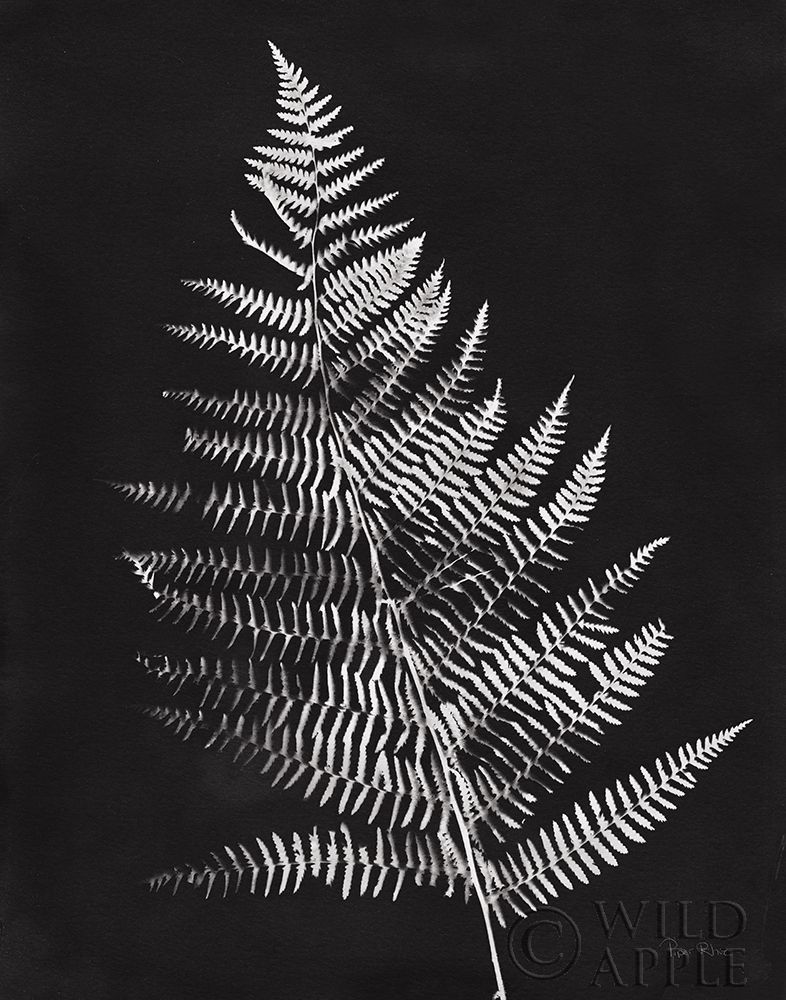 Wall Art Painting id:284037, Name: Nature by the Lake Ferns VI Black Crop, Artist: Rhue, Piper