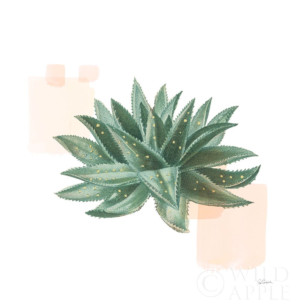 Wall Art Painting id:262119, Name: Desert Color Succulent II, Artist: Schlabach, Sue