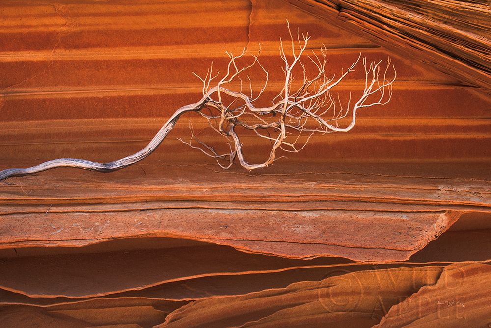 Wall Art Painting id:265174, Name: Coyote Buttes III, Artist: Majchrowicz, Alan