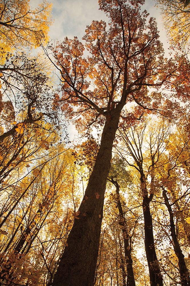 Wall Art Painting id:278005, Name: Towering Trees I, Artist: Aledanda