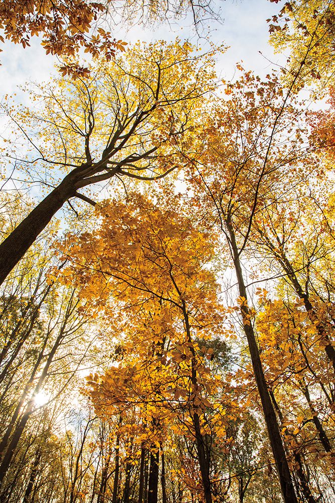 Wall Art Painting id:278006, Name: Towering Trees II, Artist: Aledanda