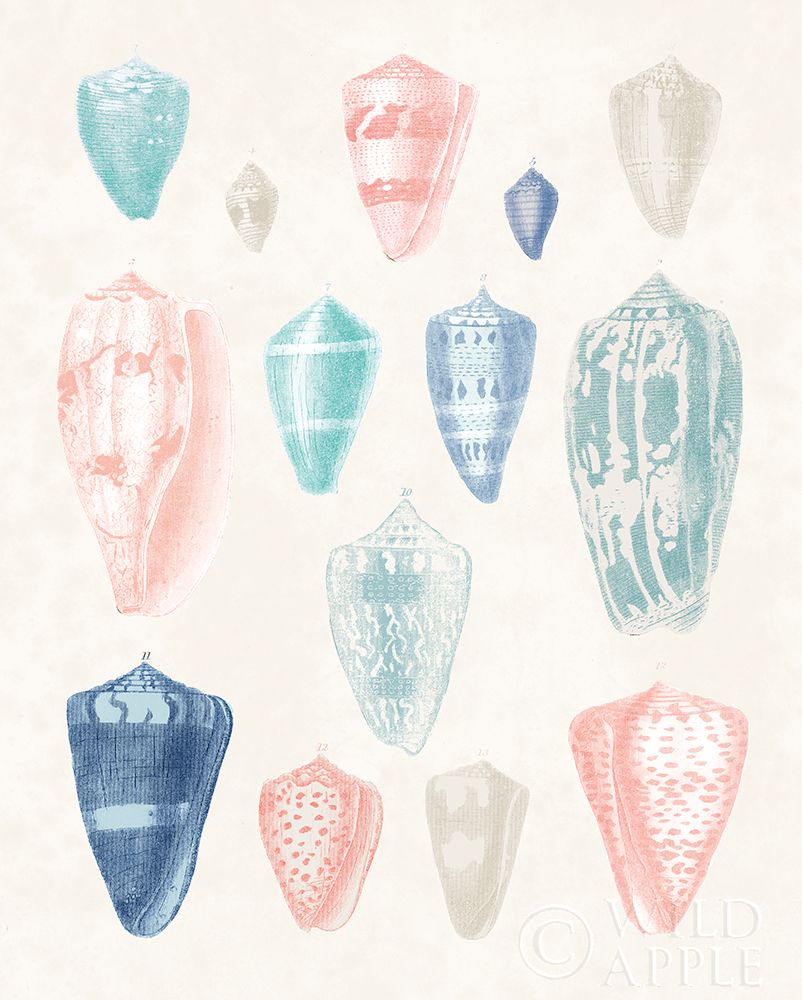 Wall Art Painting id:311578, Name: Colorful Shell Assortment I Coral Cove, Artist: Wild Apple Portfolio