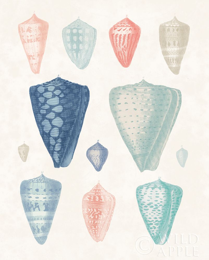 Wall Art Painting id:311579, Name: Colorful Shell Assortment II Coral Cove, Artist: Wild Apple Portfolio