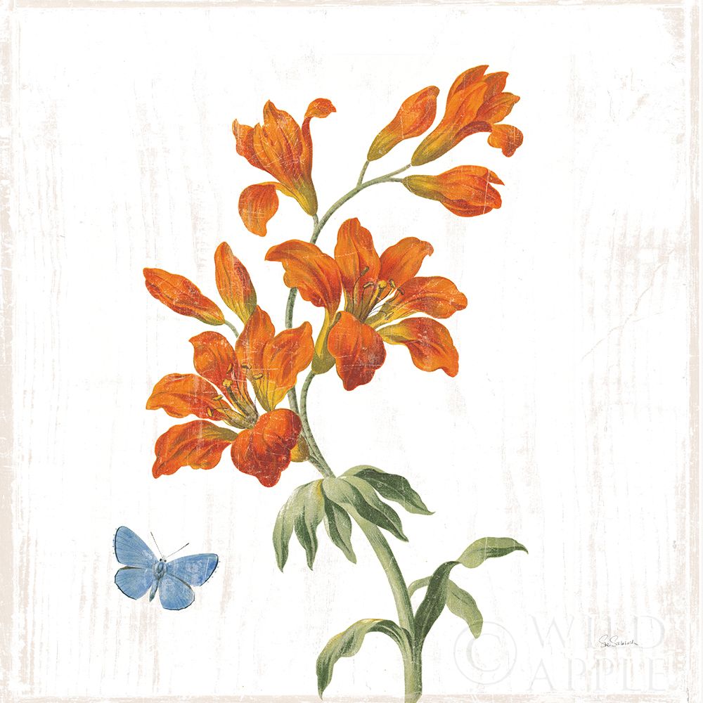 Wall Art Painting id:308627, Name: White Barn Flowers VII Sq, Artist: Schlabach, Sue