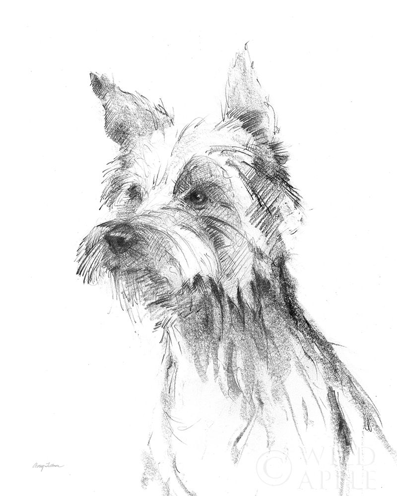 Wall Art Painting id:353498, Name: Yorkshire Terrier Sketch, Artist: Tillmon, Avery