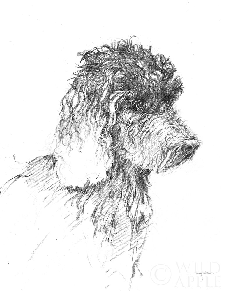 Wall Art Painting id:353497, Name: Labradoodle Sketch, Artist: Tillmon, Avery