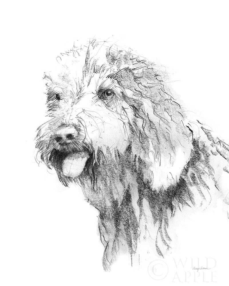 Wall Art Painting id:353496, Name: Goldendoodle Sketch, Artist: Tillmon, Avery