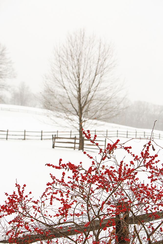 Wall Art Painting id:329763, Name: Red on White, Artist: Aledanda