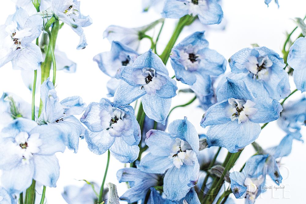 Wall Art Painting id:384260, Name: Freshly Picked Delphinium I, Artist: Urquhart, Elizabeth