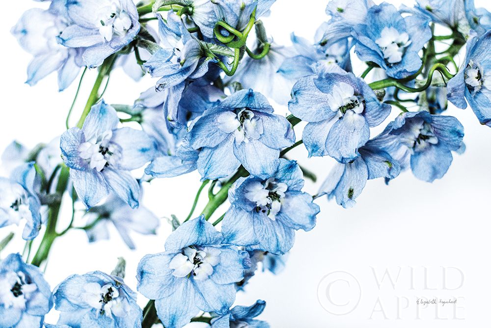 Wall Art Painting id:384259, Name: Freshly Picked Delphinium II, Artist: Urquhart, Elizabeth